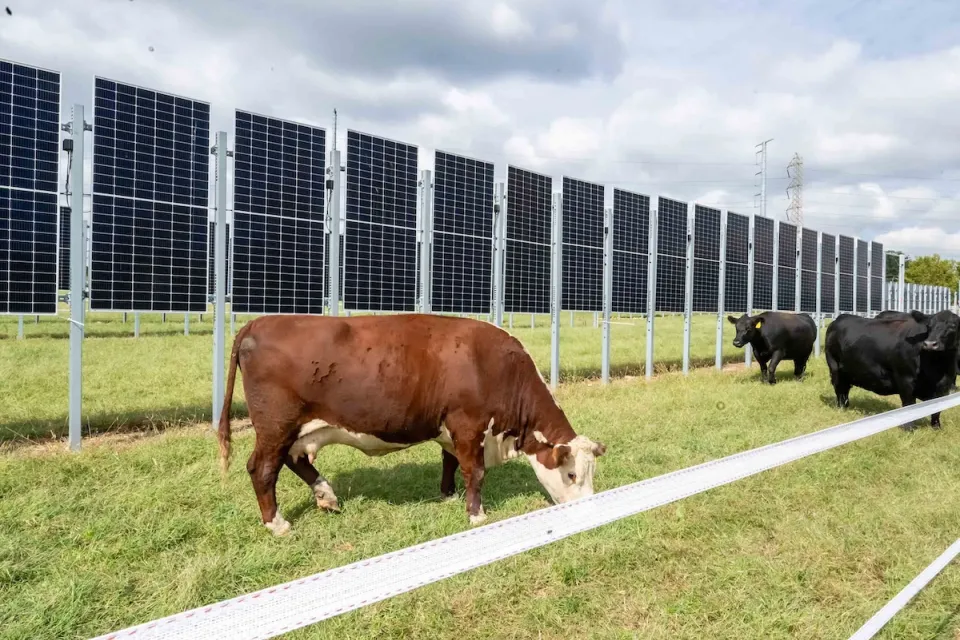 Cows grazing in front of vertical solar panels.